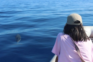 Catania: Delphinbeobachtungs-Segelerlebnis mit Marecamp