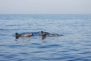 Catania: Delphinbeobachtungs-Segelerlebnis mit Marecamp