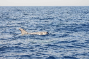 Catania: Delphinbeobachtungs-Segelerlebnis mit Marecamp