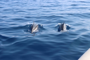 Catania: Delphinbeobachtungs-Segelerlebnis mit Marecamp