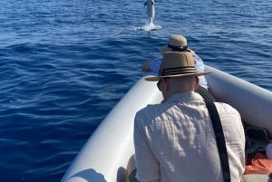 Catania: Delphinbeobachtungs-Segelerlebnis mit Marecamp