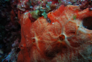 Catania: Gulf Scuba Diving Tour with Marine Biologist