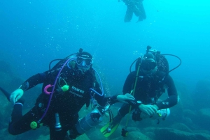 Catania: Gulf Scuba Diving Tour with Marine Biologist