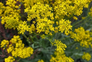 Katania: poranna wycieczka na Etna z wizytą w Valle del Bove