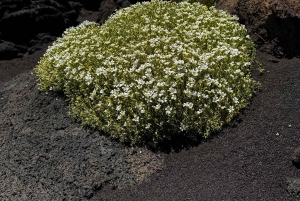 Catania: Mount Etna Morning Jeep Tour