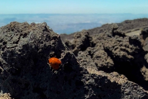 Catania: Mount Etna Morning Jeep Tour