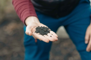 Catania: Mount Etna Morning or Sunset Day Trip with Tasting