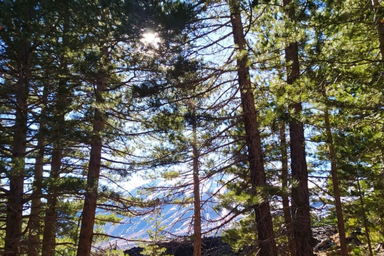 Excursión a pie por el Etna, visita a un túnel de lava, degustación de arancino.