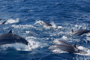 Giardini Naxos: Passeio de catamarã com golfinhos ao pôr do sol com Aperetif