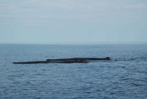 Giardini Naxos: Passeio de catamarã com golfinhos ao pôr do sol com Aperetif