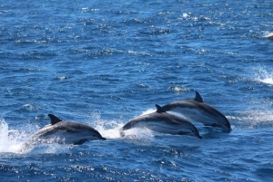Giardini Naxos: Passeio de catamarã com golfinhos ao pôr do sol com Aperetif
