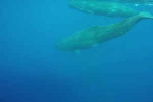 Giardini Naxos: Passeio de catamarã com golfinhos ao pôr do sol com Aperetif