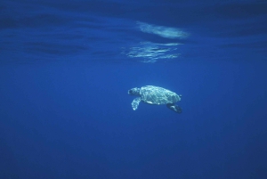 Giardini Naxos: Passeio de catamarã com golfinhos ao pôr do sol com Aperetif