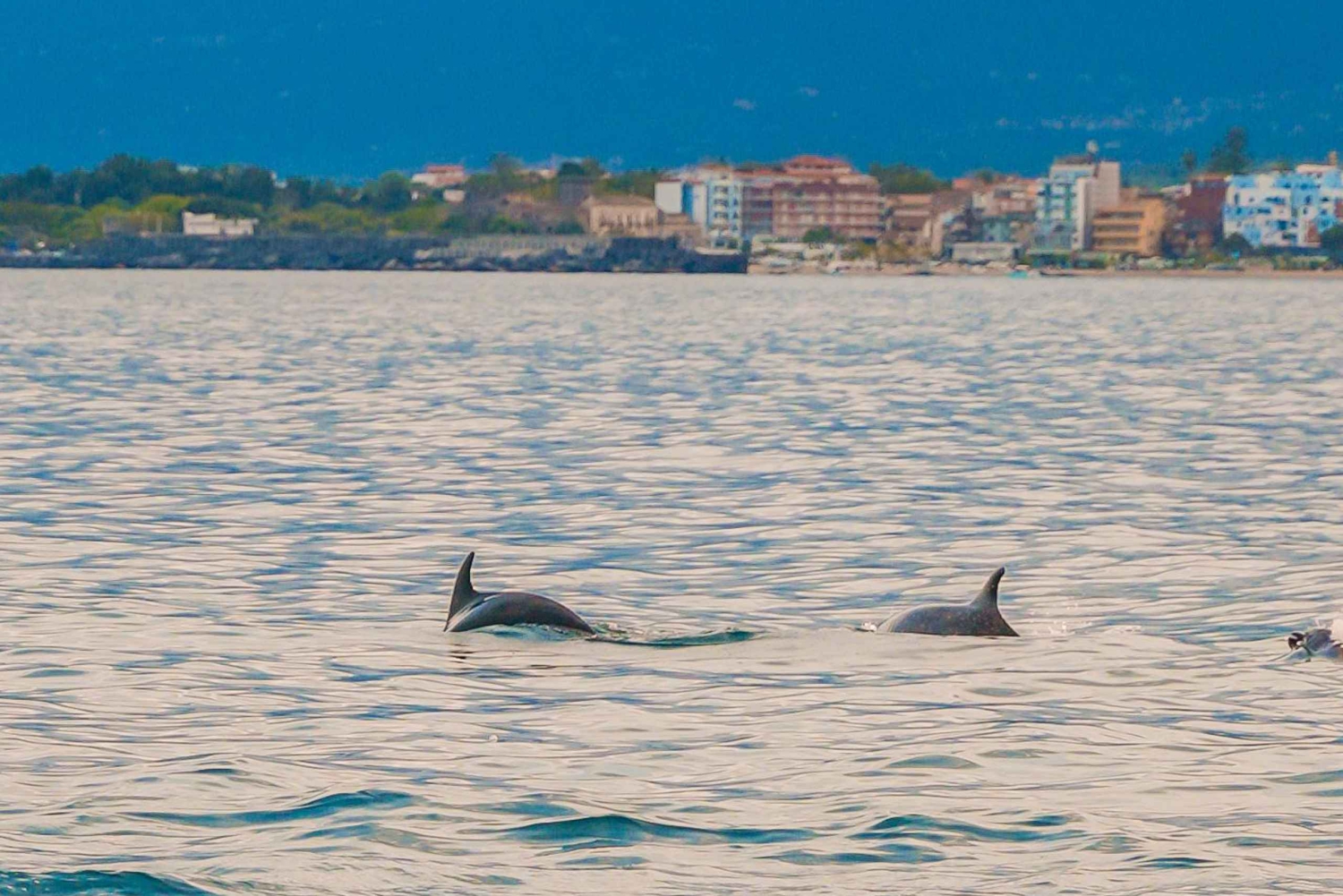 Giardini Naxos Taormina: Dolfijnen kijken bij zonsondergang
