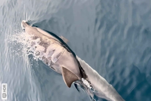Isola Bella-Grotte Bleue : tour en bateau, plongée avec tuba et apéritif