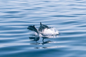 Lampedusa: obserwacja delfinów o zachodzie słońca na statku pirackim
