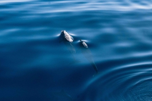 Lampedusa: obserwacja delfinów o zachodzie słońca na statku pirackim