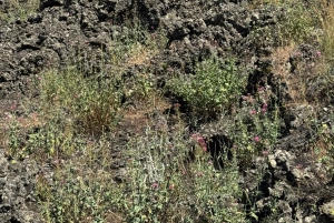 Mont Etna : excursion en Jeep 4x4 d'une demi-journée le matin