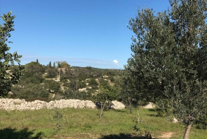 Noto: Fra jord til bord på Sicilia - matlagingskurs på en gård