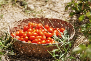 Noto: Fra jord til bord på Sicilia - matlagingskurs på en gård