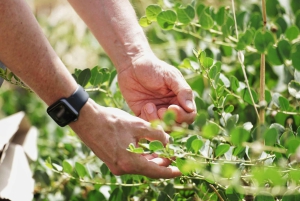 Noto: Fra jord til bord på Sicilia - matlagingskurs på en gård