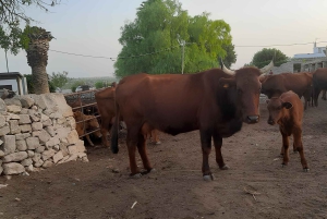 Ragusa: Ricotta-tillverkning på en gård med middag