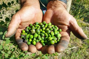 Опыт Салины Каперс