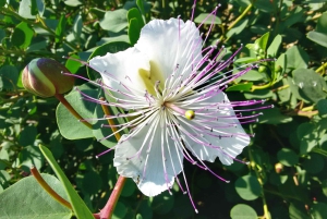 Опыт Салины Каперс