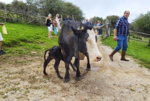 SICILIANSKE LANDSBYER & RICOTTA-FEST afgang fra Cefalù-området