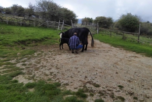 SICILIANSKE LANDSBYER & RICOTTA-FEST afgang fra Cefalù-området