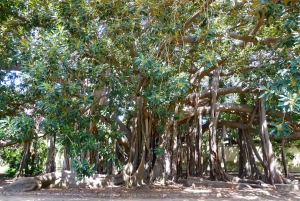 パレルモ植物園を散策しましょう