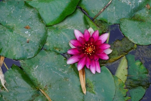 パレルモ植物園を散策しましょう