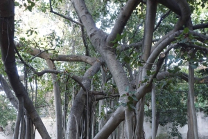 パレルモ植物園を散策しましょう