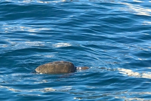 Сиракузы: экскурсия на лодке Ортигия, Пиллирина и морские пещеры