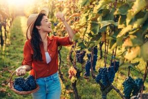 Tour Etna e Wine Adventure da Taormina e dintorni