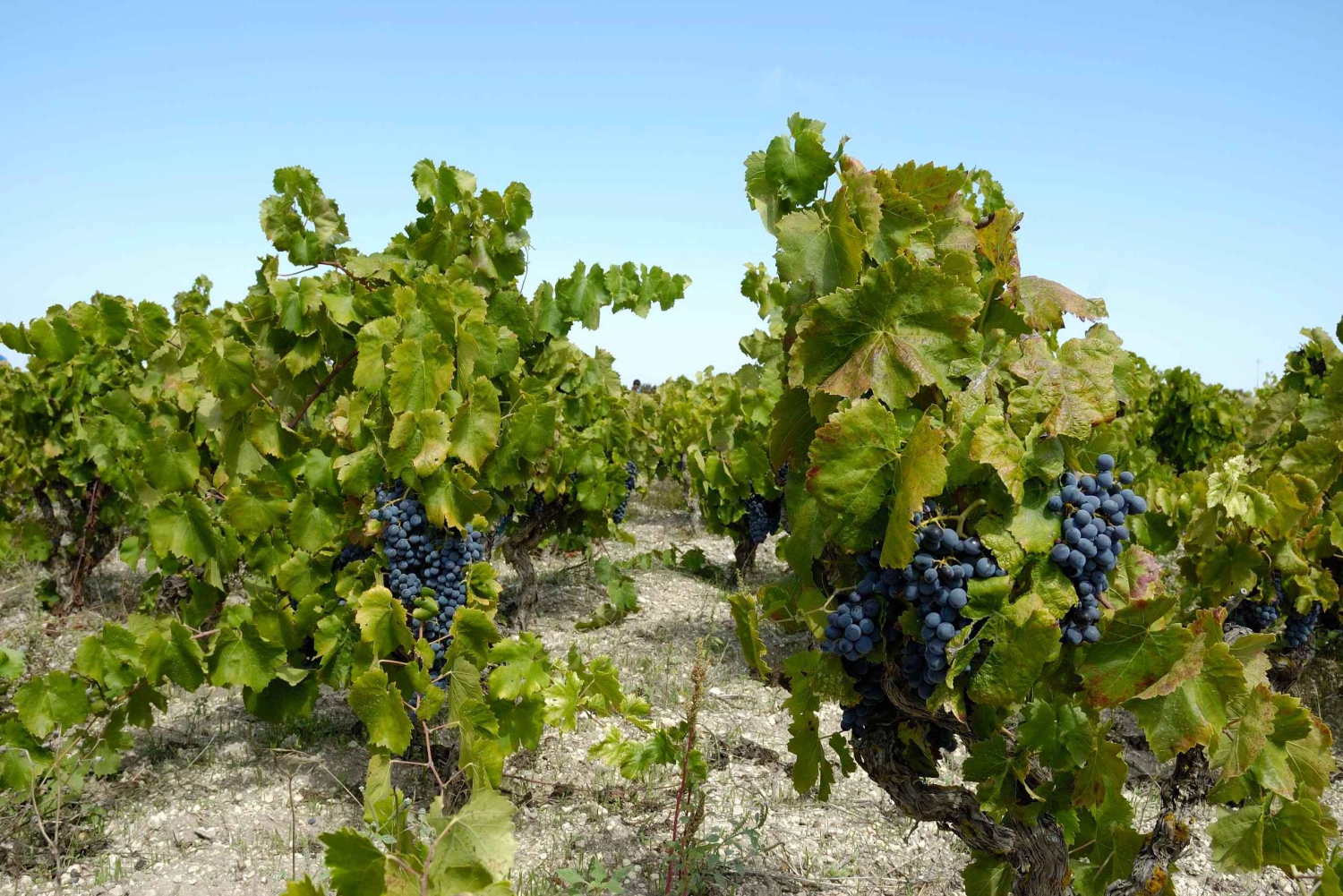 Maistelu viinikellarissa