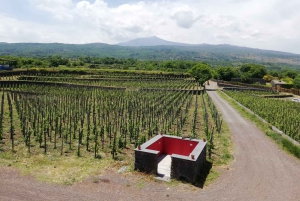 Vintur med vinsmaking