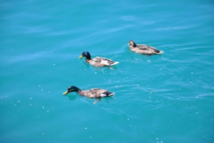 Lubiana: Escursione di un giorno al Lago di Bled e al Parco Nazionale del Triglav