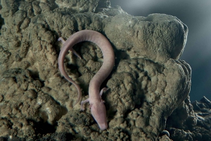 From Koper: Postojna Cave and Predjama Castle Tour