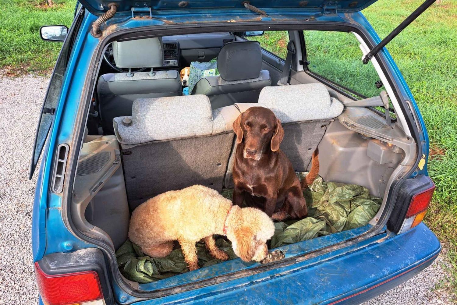 リュブリャナ：イストリア・トリュフ狩りツアー（現地のハンターと共に行う）