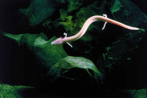 Postojna Cave & Predjama Castle from Ljubljana