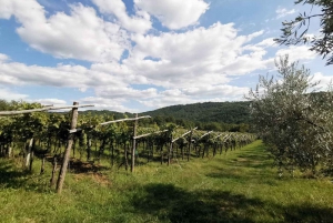 Degustazione di olio d'oliva: un viaggio di sapori e aromi