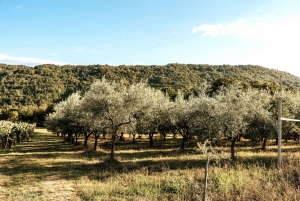 Degustazione di olio d'oliva: un viaggio di sapori e aromi