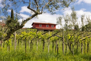 Degustazione di olio d'oliva: un viaggio di sapori e aromi