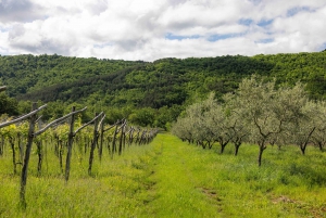 Degustazione di olio d'oliva: un viaggio di sapori e aromi
