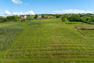 Degustazione di olio d'oliva: un viaggio di sapori e aromi