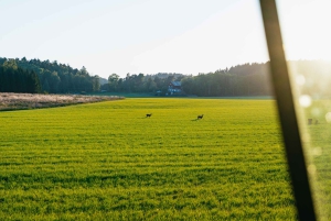 Vanuit Stockholm: Eland & wildsafari met kampvuurdiner