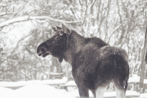 Vanuit Stockholm: Eland & wildsafari met kampvuurdiner