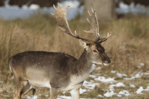 Vanuit Stockholm: Eland & wildsafari met kampvuurdiner