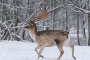 Vanuit Stockholm: Eland & wildsafari met kampvuurdiner